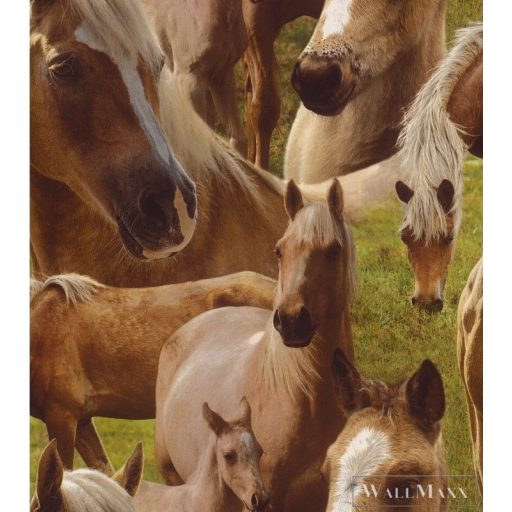 Rasch Kids and teens II. 2018 Nr:293104