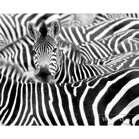 RASCH African Queen III 363609 fekete-fehér zebra mintás Elegáns digitális panel