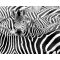 RASCH African Queen III 363609 fekete-fehér zebra mintás Elegáns digitális panel