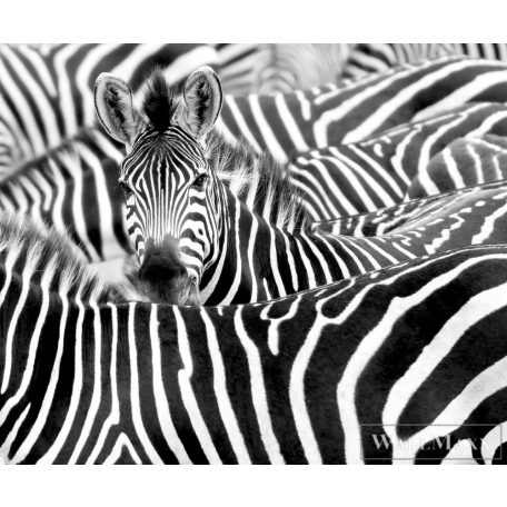RASCH African Queen III 363616 fekete-fehér zebra mintás Elegáns digitális panel