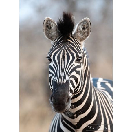 RASCH African Queen III 363623 fekete-fehér zebra mintás Elegáns digitális panel