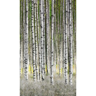   Marburg Smart Art Easy 47220 Natúra zöld nyírfa mintás digitális panel