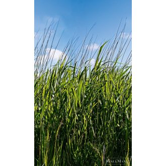   Marburg Smart Art Easy 47272 Natúra zöld nád mintás digitális panel