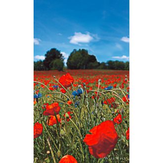   Marburg Smart Art Easy 47273 Natúra piros pipacs mintás digitális panel