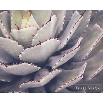   AS CREATION DesignWalls 2 DD123677 fehér kaktusz mintás fotografikus digitális panel